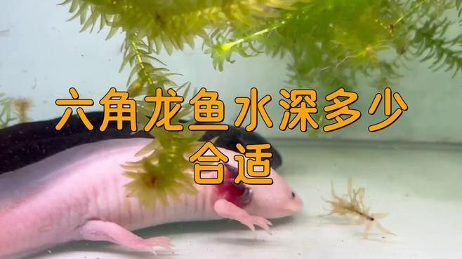 六角龍魚混養(yǎng)需要多大的魚缸？