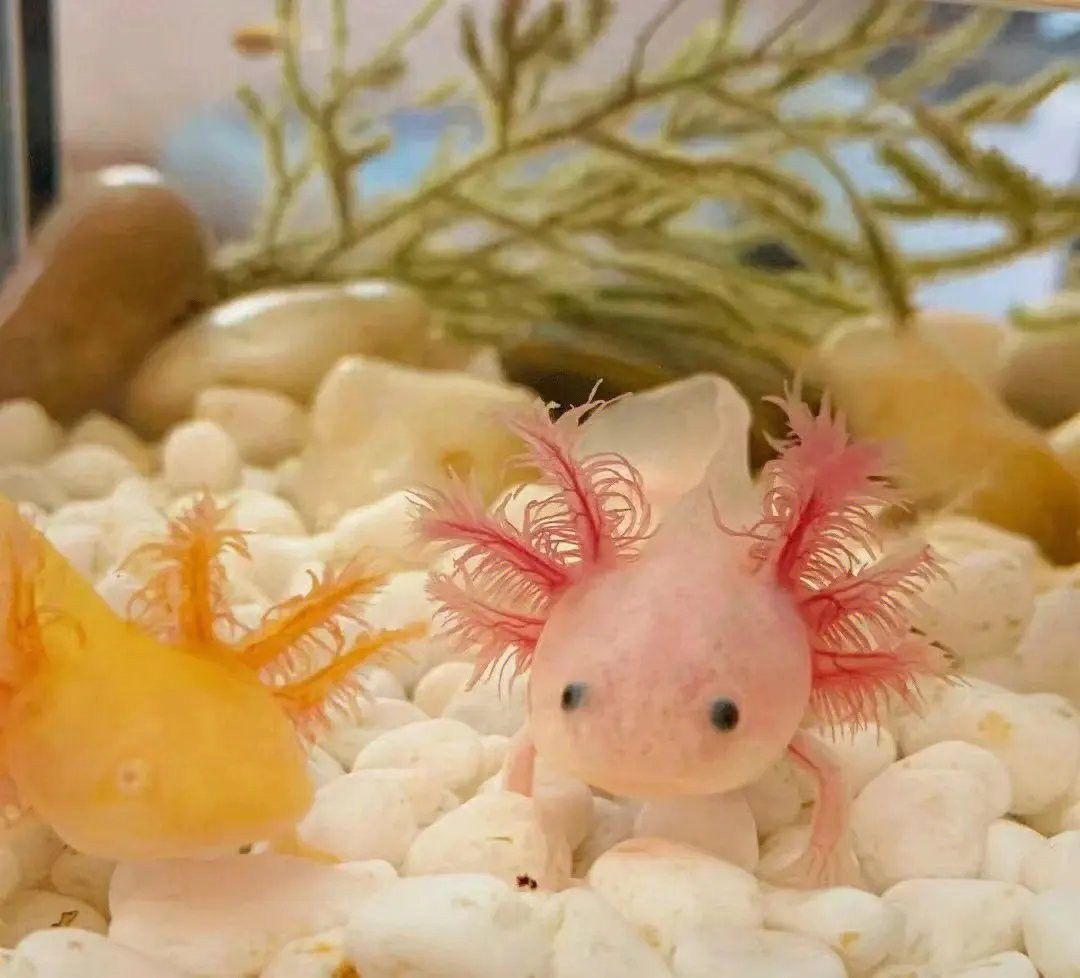 六角龍魚混養(yǎng)需要多大的魚缸？