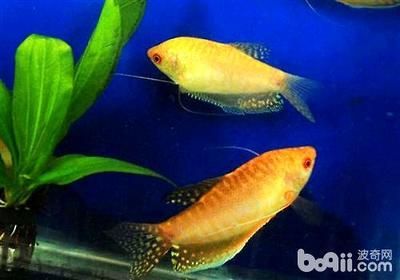 龍魚的壽命可以養多少年：野生龍魚的壽命相對較長，可以達到30年至40年，甚至更長
