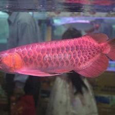 紅龍魚的發色受到多種因素的影響：紅龍魚在黃燈環境下養大對發色可能產生影響，紅龍魚黃燈養大