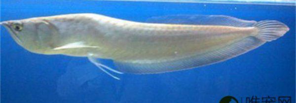 銀龍魚苗生長周期特點(diǎn)：銀龍魚苗的生長周期特點(diǎn)