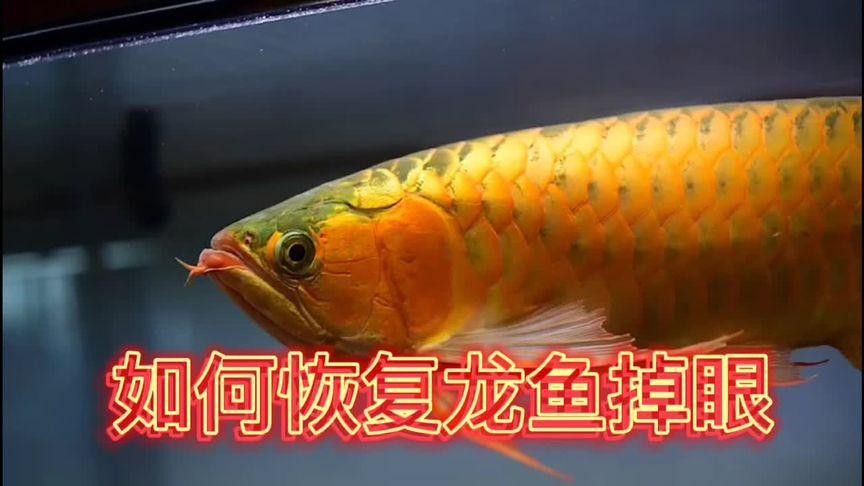 龍魚單側(cè)掉眼能完全恢復(fù)嗎？