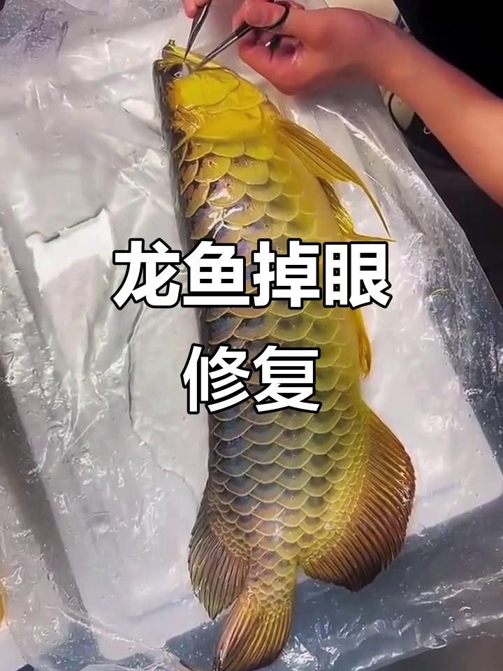 龍魚單側(cè)掉眼能完全恢復(fù)嗎？