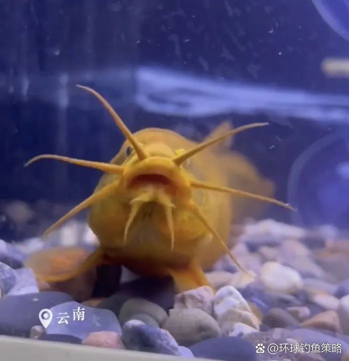 金龍鰍的寓意 金龍鰍的寓意 龍魚百科 第3張