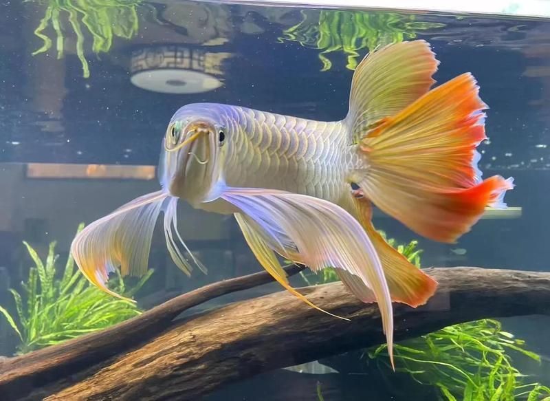 金龍鰍的寓意 金龍鰍的寓意 龍魚百科 第7張