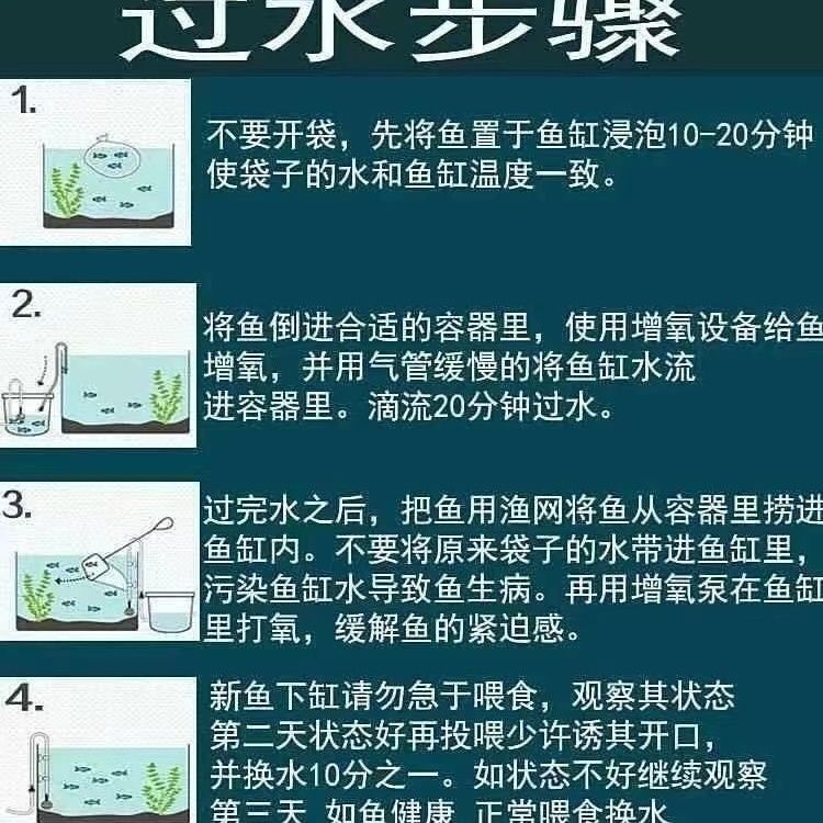 紅龍魚神經休克急救措施：關于紅龍魚神經休克的具體急救措施 紅龍魚神經休克急救措施：關于紅龍魚神經休克的具體急救措施 龍魚百科 第1張