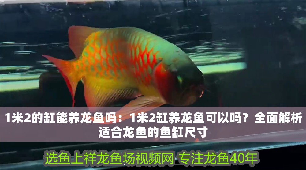 1米2的缸能養(yǎng)龍魚嗎：1米2缸養(yǎng)龍魚可以嗎？全面解析適合龍魚的魚缸尺寸