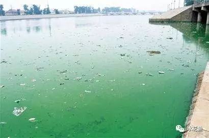 1米2的缸能養(yǎng)龍魚嗎：1米2缸養(yǎng)龍魚可以嗎？全面解析適合龍魚的魚缸尺寸