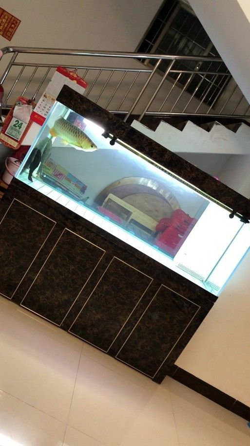 金龍魚缸圖片大全集欣賞