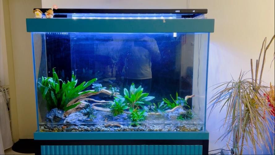 金龍魚缸圖片大全集欣賞