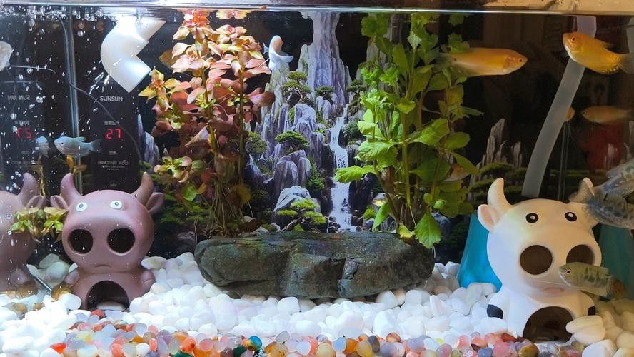 金龍魚缸圖片大全集欣賞