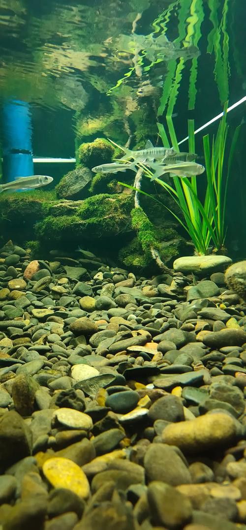 金龍魚缸圖片大全集欣賞