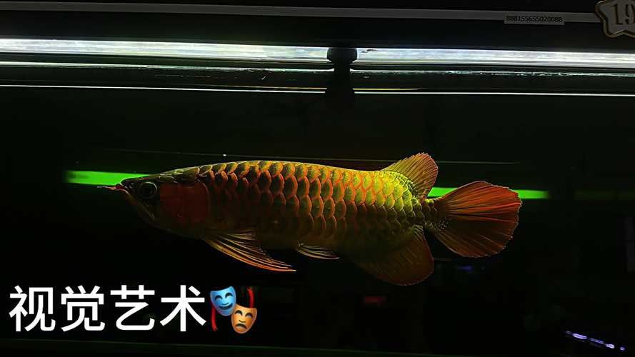 金龍魚缸圖片大全集欣賞