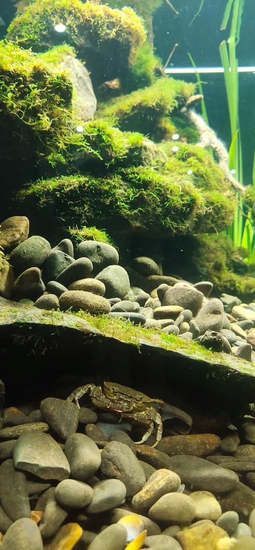金龍魚缸圖片大全集欣賞
