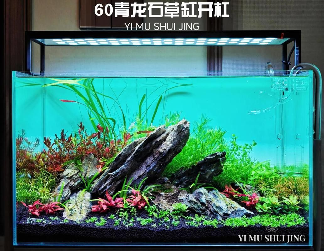 金龍魚缸圖片大全集欣賞