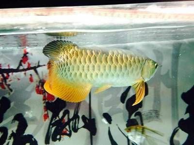 金龍魚滿背怎么看：如何辨別金龍魚是否滿背 金龍魚滿背怎么看：如何辨別金龍魚是否滿背 龍魚百科 第3張