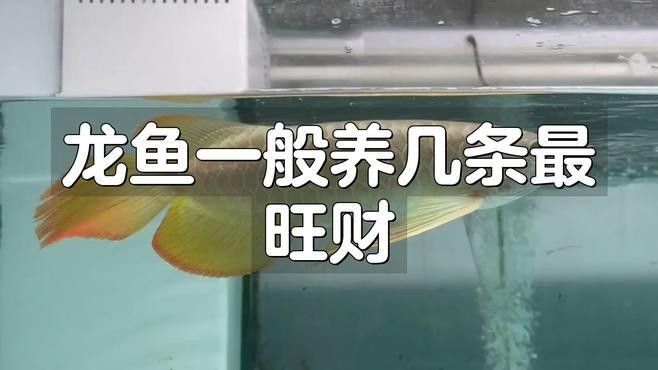 龍魚養幾條比較好養的