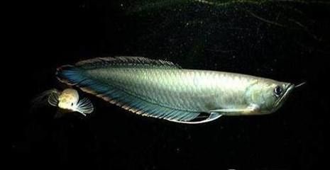 黑龍魚的介紹詞怎么寫：黑龍魚的介紹詞怎么寫黑龍魚的介紹詞怎么寫