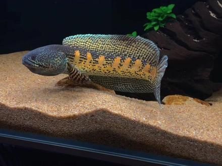 雷龍魚常見疾病及治療方法：雷龍魚疾病的治療方法