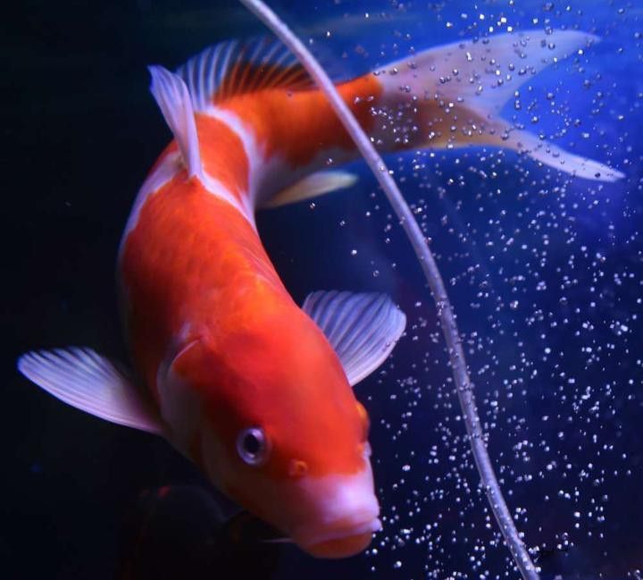 龍魚加鹽后需要多久補充一次鹽？