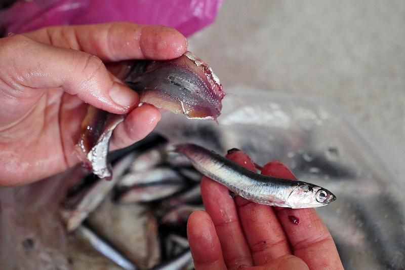 龍魚爛鰭多久會死？