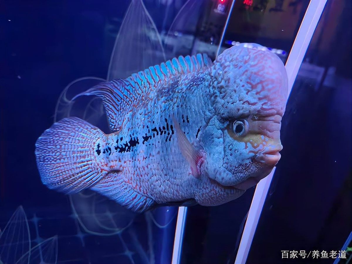 龍魚可以和蝴蝶鯉混養嗎