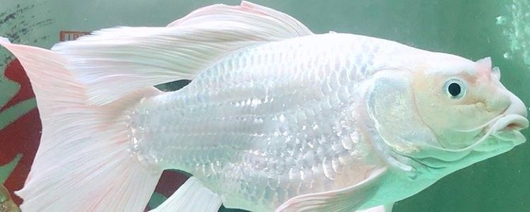 龍魚可以和蝴蝶鯉混養嗎