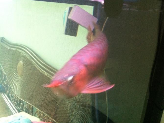 如何挑選紅龍魚(yú)幼魚(yú)圖片大全