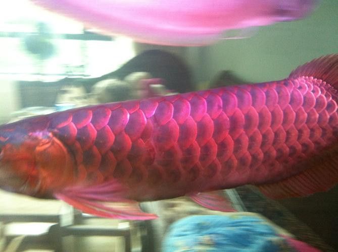 如何挑選紅龍魚(yú)幼魚(yú)圖片大全