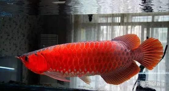 如何挑選紅龍魚(yú)幼魚(yú)圖片大全