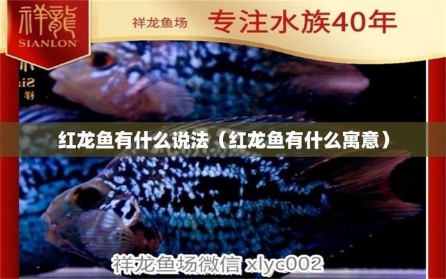 紅龍魚什么寓意好：紅龍魚養殖技巧