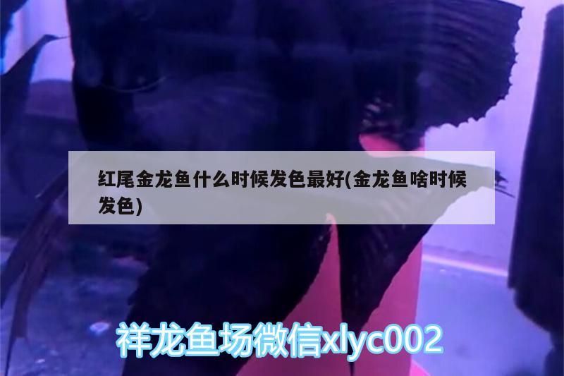 紅尾金龍魚什么時候發色最好(金龍魚啥時候發色)