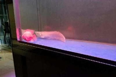 龍魚長時間趴缸怎么辦：龍魚趴缸怎么辦