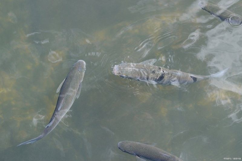 龍魚身上白色絮狀物圖片大全