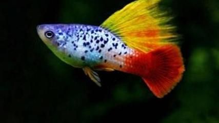 龍魚(yú)和七彩：龍魚(yú)和七彩神仙魚(yú)可以混養(yǎng)嗎