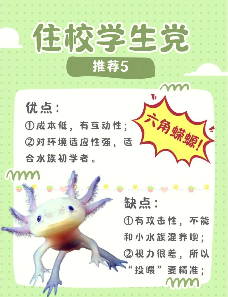 六角龍魚注意事項