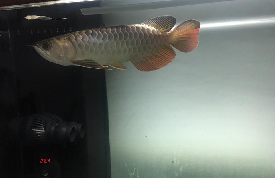 大紅龍魚價格:大金龍多少錢一條