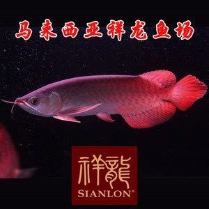 祥龍魚場龍魚出口情況（祥龍魚場涉及龍魚出口信息主要體現在以下幾個方面）