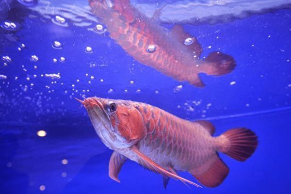 龍魚可以買賣嗎，龍魚買賣合法嗎