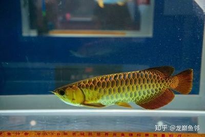 觀賞小龍魚（龍魚養(yǎng)殖常見誤區(qū)）