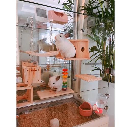 龍貓籠子應(yīng)該放在哪里？