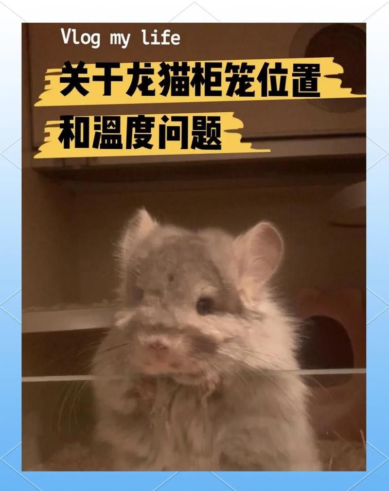 龍貓籠子應(yīng)該放在哪里？