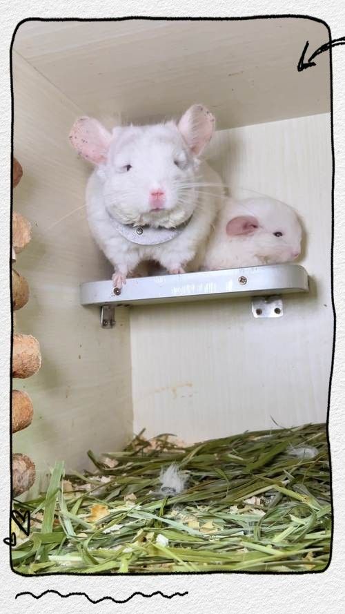 龍貓籠子應(yīng)該放在哪里？