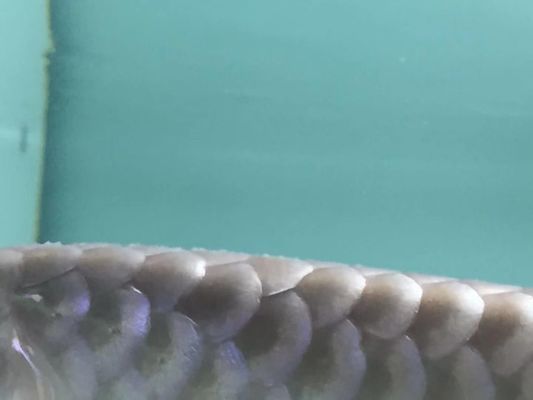 祥龍魚場(chǎng)的疾病防控案例分享：龍魚健康監(jiān)測(cè)實(shí)用技巧龍魚健康監(jiān)測(cè)實(shí)用技巧