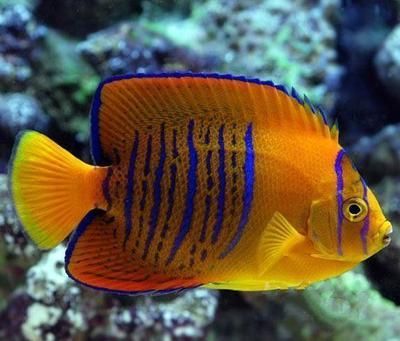 紅龍魚在哪里抓：關于紅龍魚的問題