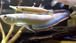 狗頭能和龍魚混養嗎：狗頭魚能和龍魚混養嗎