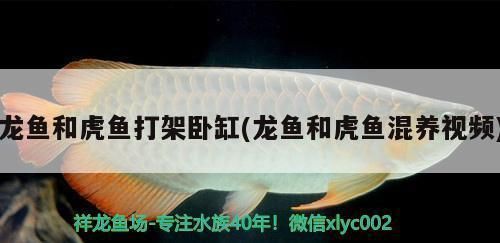 龍魚和虎魚打架嗎：如何判斷龍魚虎魚爭斗
