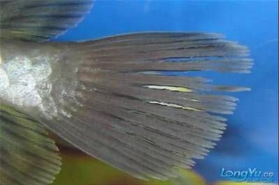 龍魚充血的藥物治療（龍魚充血可能由多種原因引起）