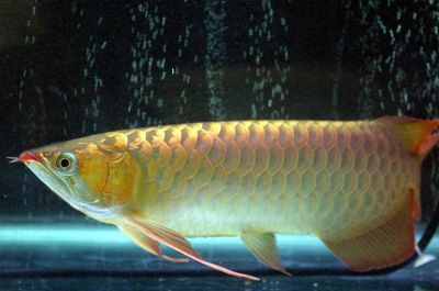 龍魚停止進口：中國決定停止進口來自越南的龍魚