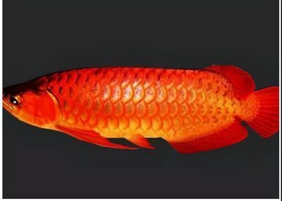 龍魚停止進口：中國決定停止進口來自越南的龍魚